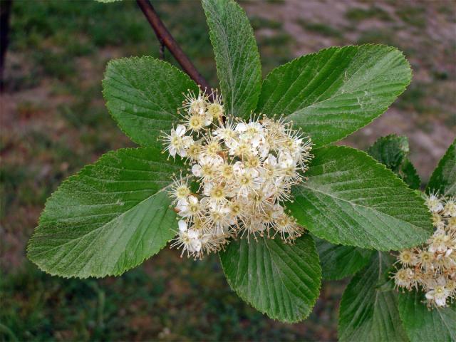 Jeřáb muk (Sorbus aria (L.) Crantz)