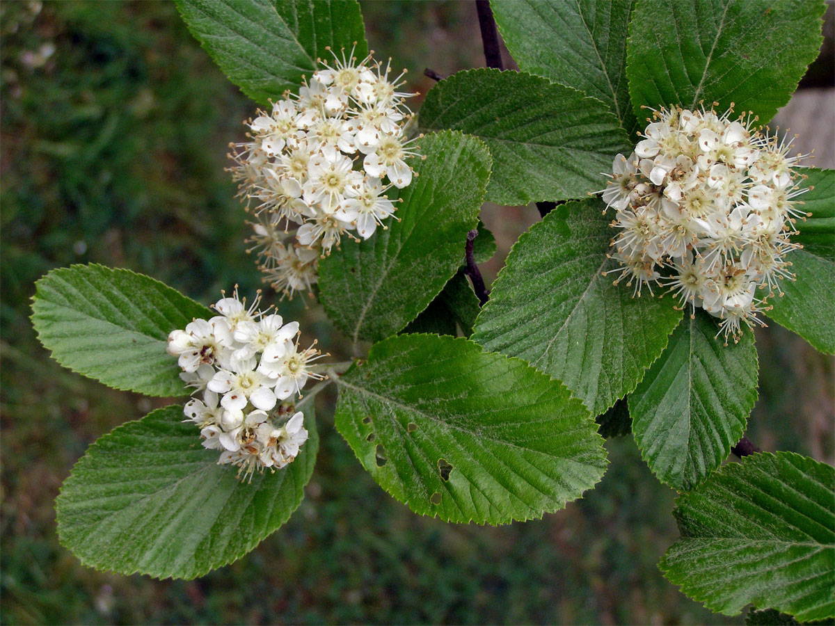 Jeřáb muk (Sorbus aria (L.) Crantz)