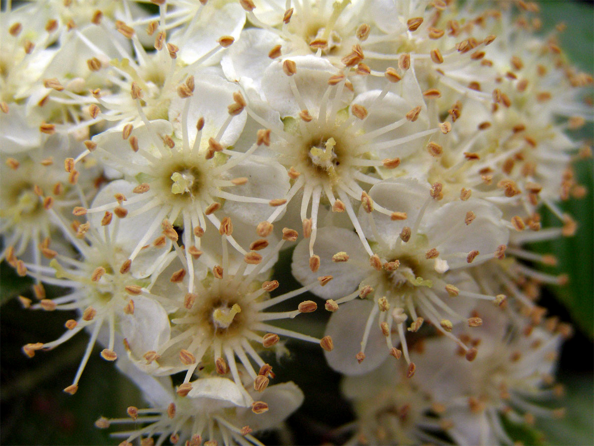 Jeřáb muk (Sorbus aria (L.) Crantz)