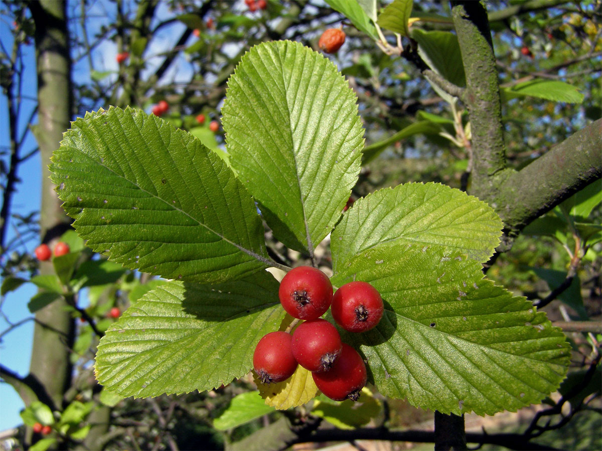 Jeřáb muk (Sorbus aria (L.) Crantz)