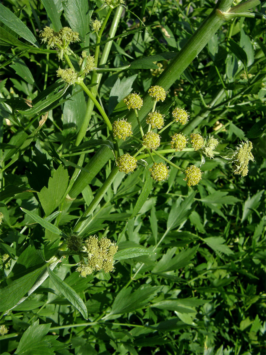 Libeček lékařský (Levisticum officinale Koch)