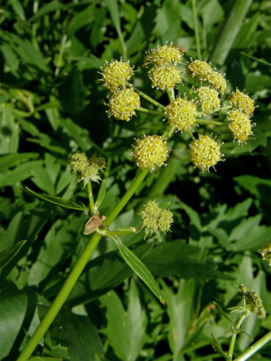 Libeček lékařský (Levisticum officinale Koch)