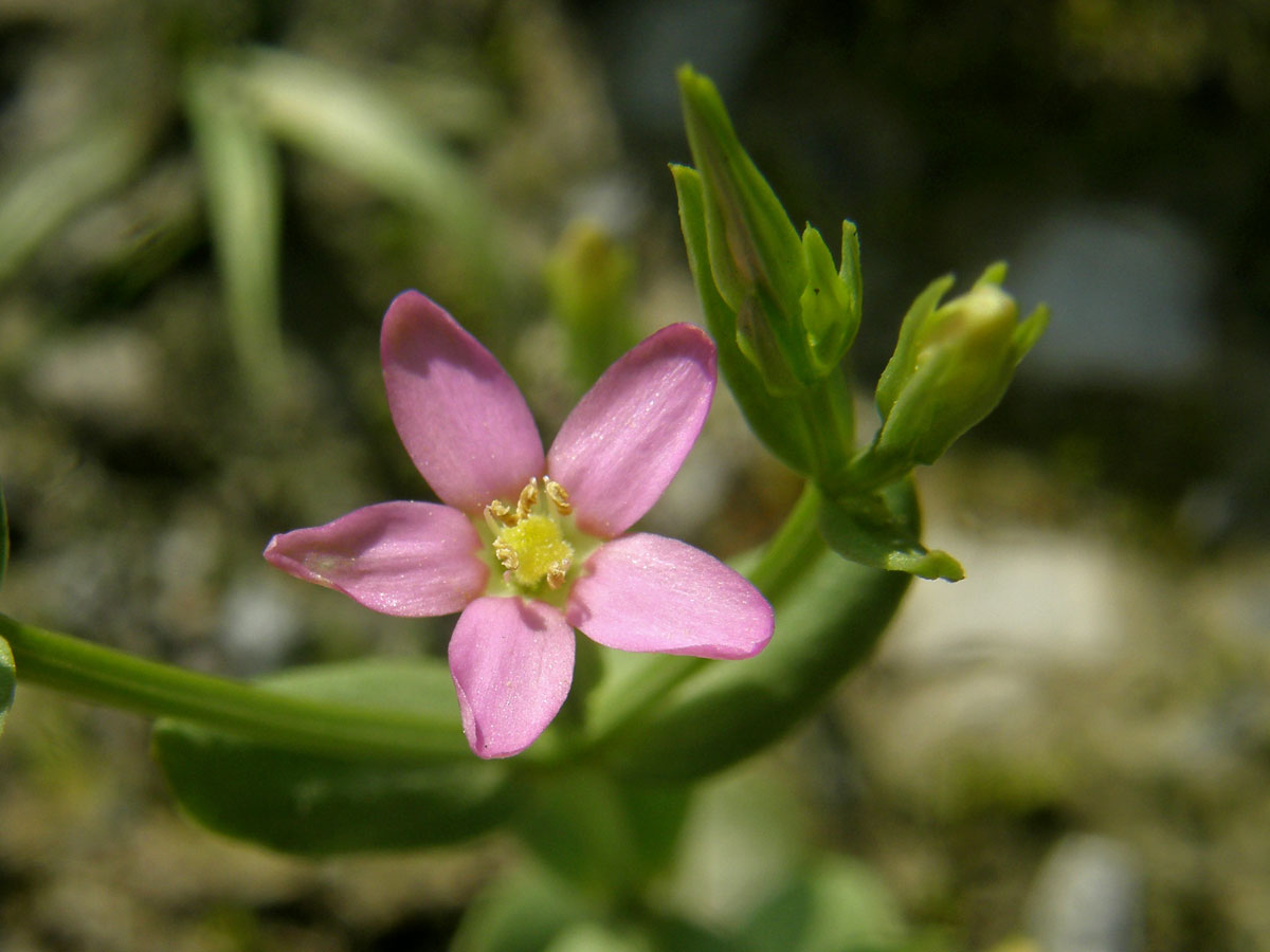 Zeměžluč spanilá (Centaurium pulchellum (Sw.) Druce)