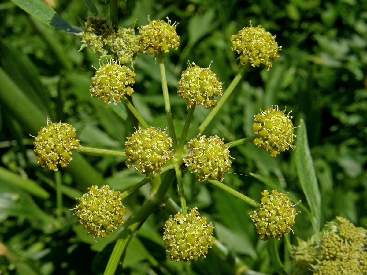 Libeček lékařský (Levisticum officinale Koch)