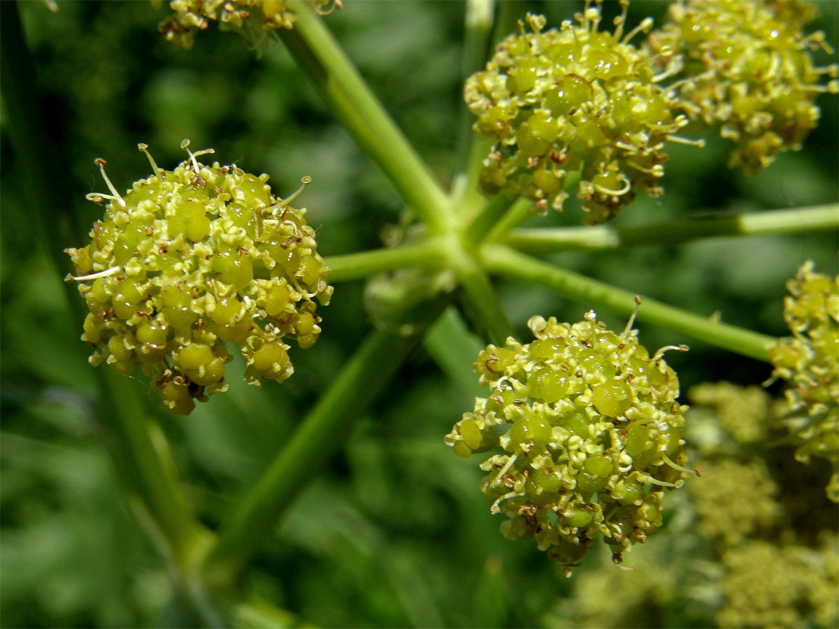 Libeček lékařský (Levisticum officinale Koch)