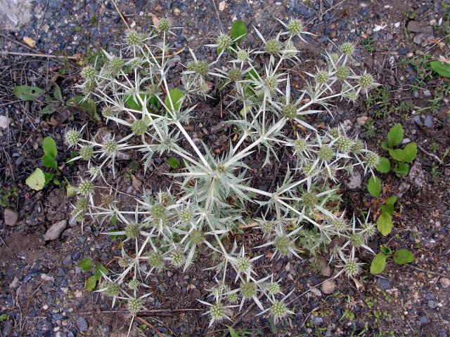 Máčka ladní (Eryngium campestre L.)