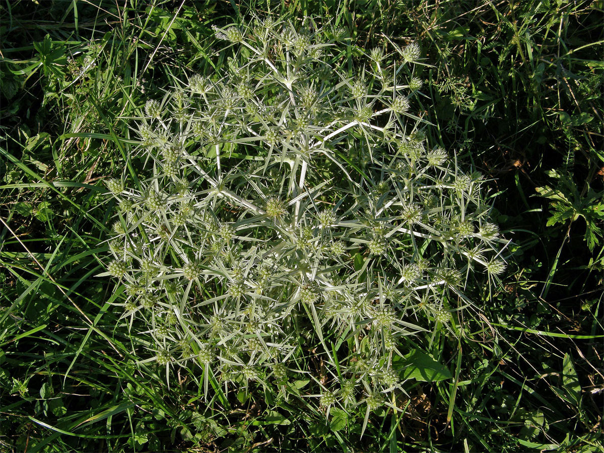 Máčka ladní (Eryngium campestre L.)