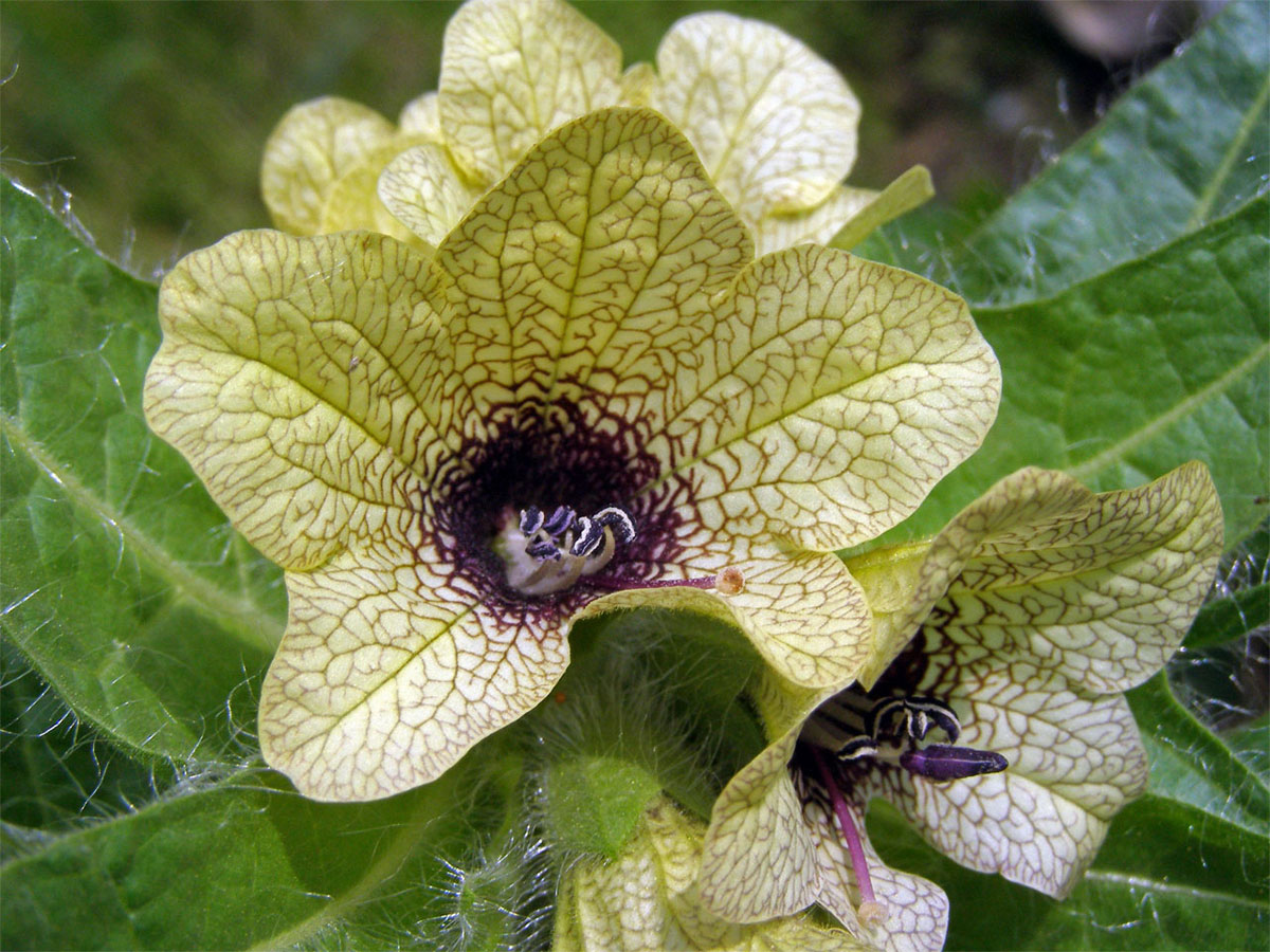 Blín černý (Hyoscyamus niger L.)