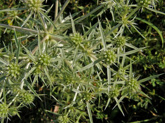 Máčka ladní (Eryngium campestre L.)