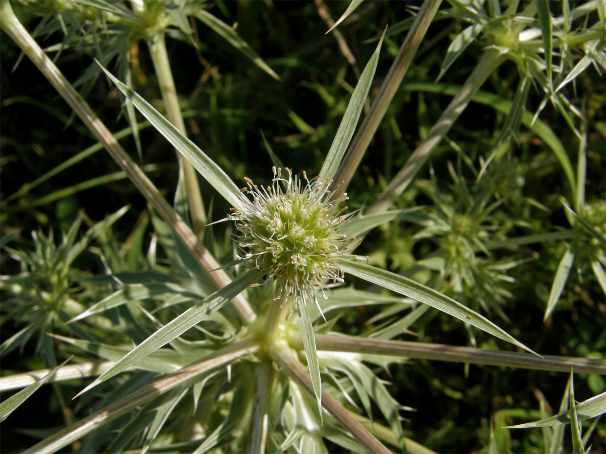 Máčka ladní (Eryngium campestre L.)