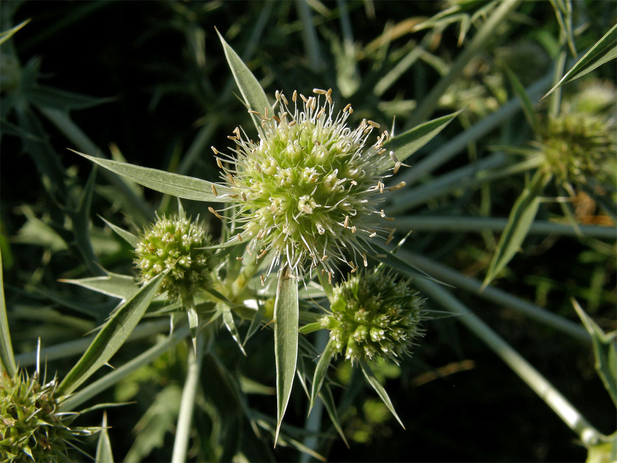 Máčka ladní (Eryngium campestre L.)