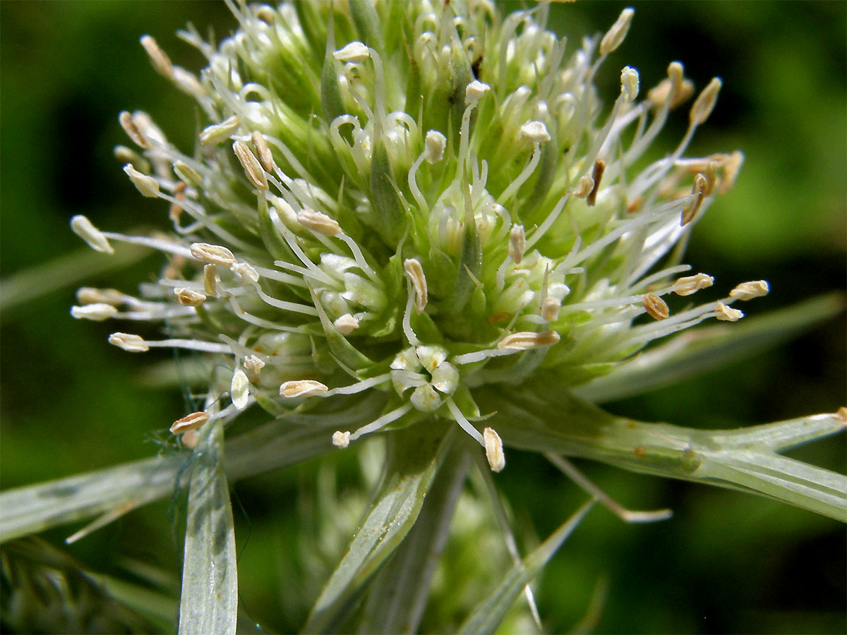 Máčka ladní (Eryngium campestre L.)