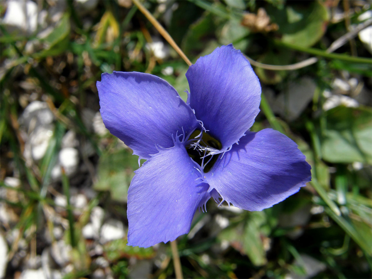 Hořec (hořeček) brvitý (Gentianopsis ciliata  (L.) Ma)