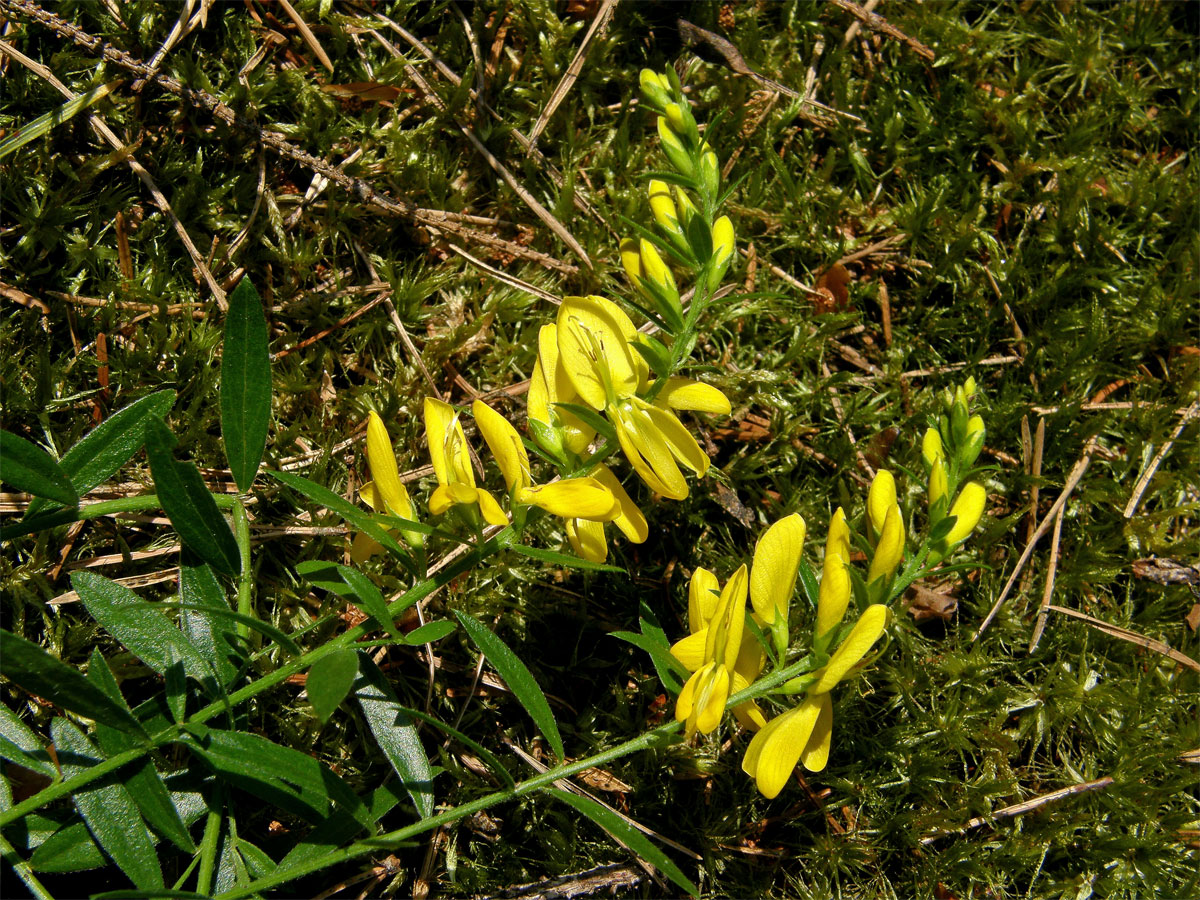 Kručinka barvířská (Genista tinctoria L.)