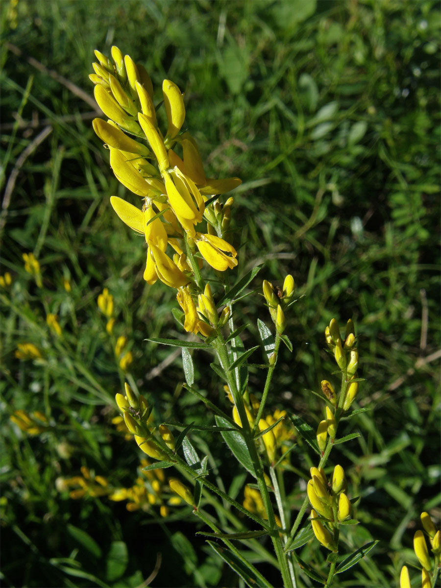 Kručinka barvířská (Genista tinctoria L.)