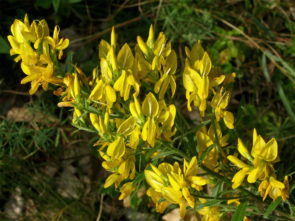 Kručinka barvířská (Genista tinctoria L.)