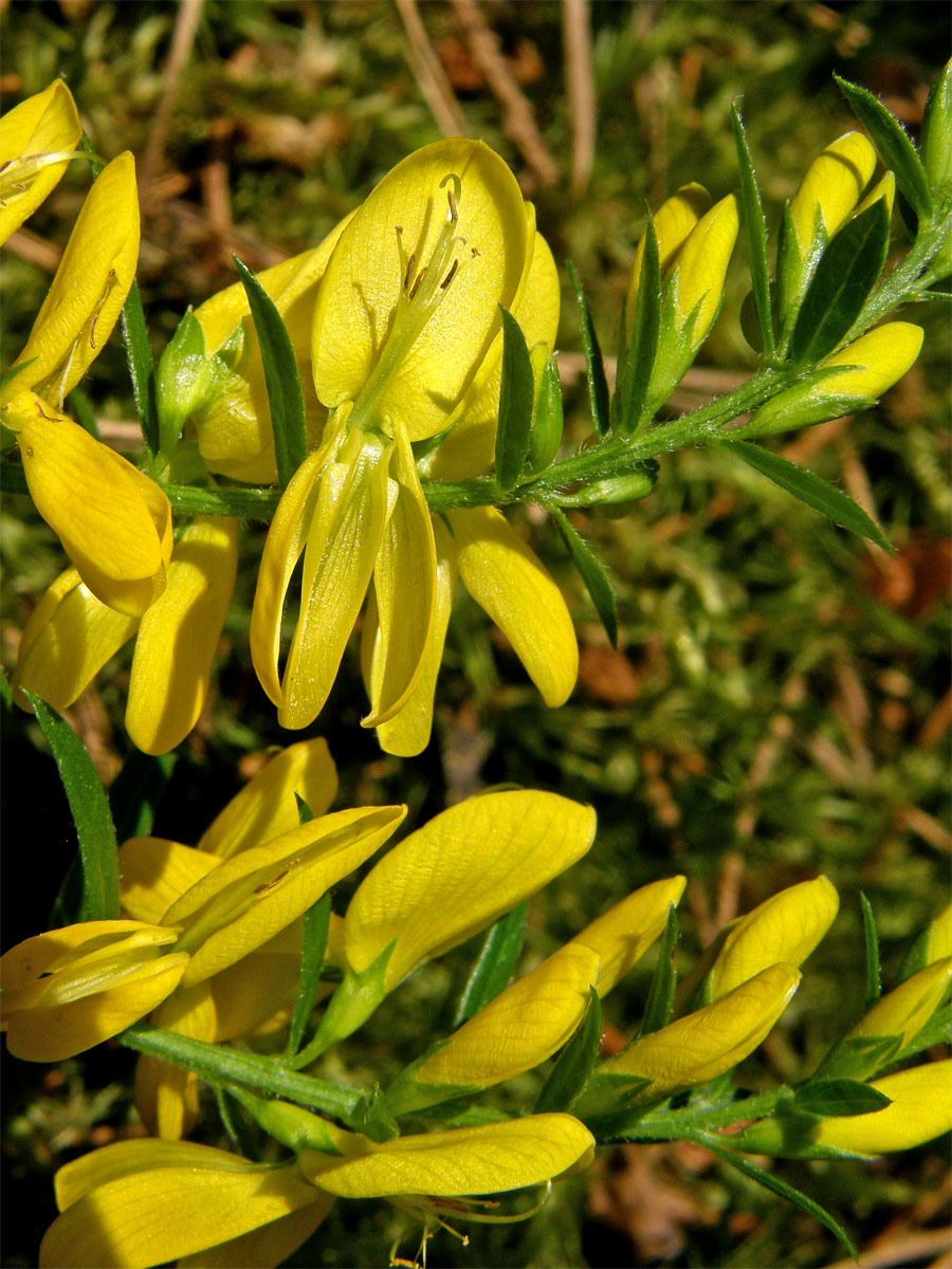 Kručinka barvířská (Genista tinctoria L.)