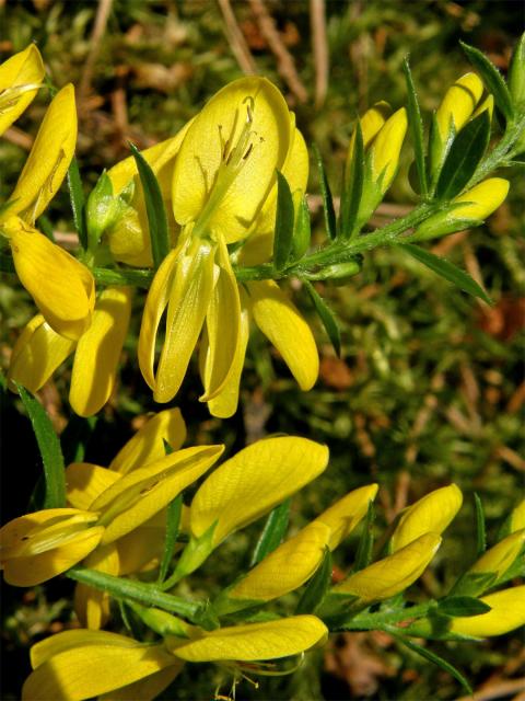 Kručinka barvířská (Genista tinctoria L.)