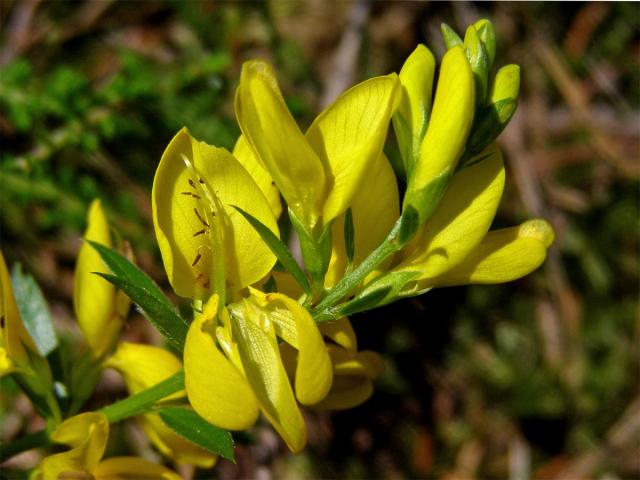 Kručinka barvířská (Genista tinctoria L.)