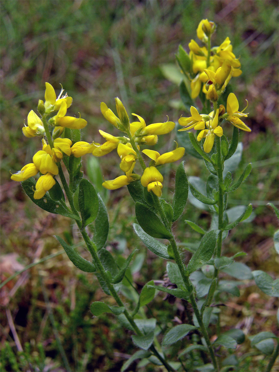 Kručinka německá (Genista germanica L.)