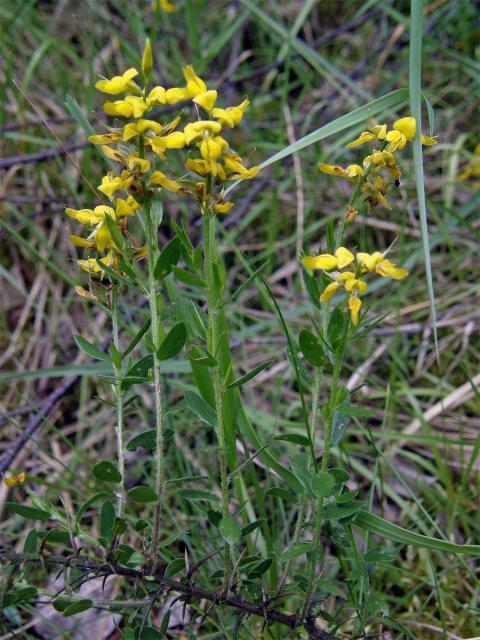 Kručinka německá (Genista germanica L.)