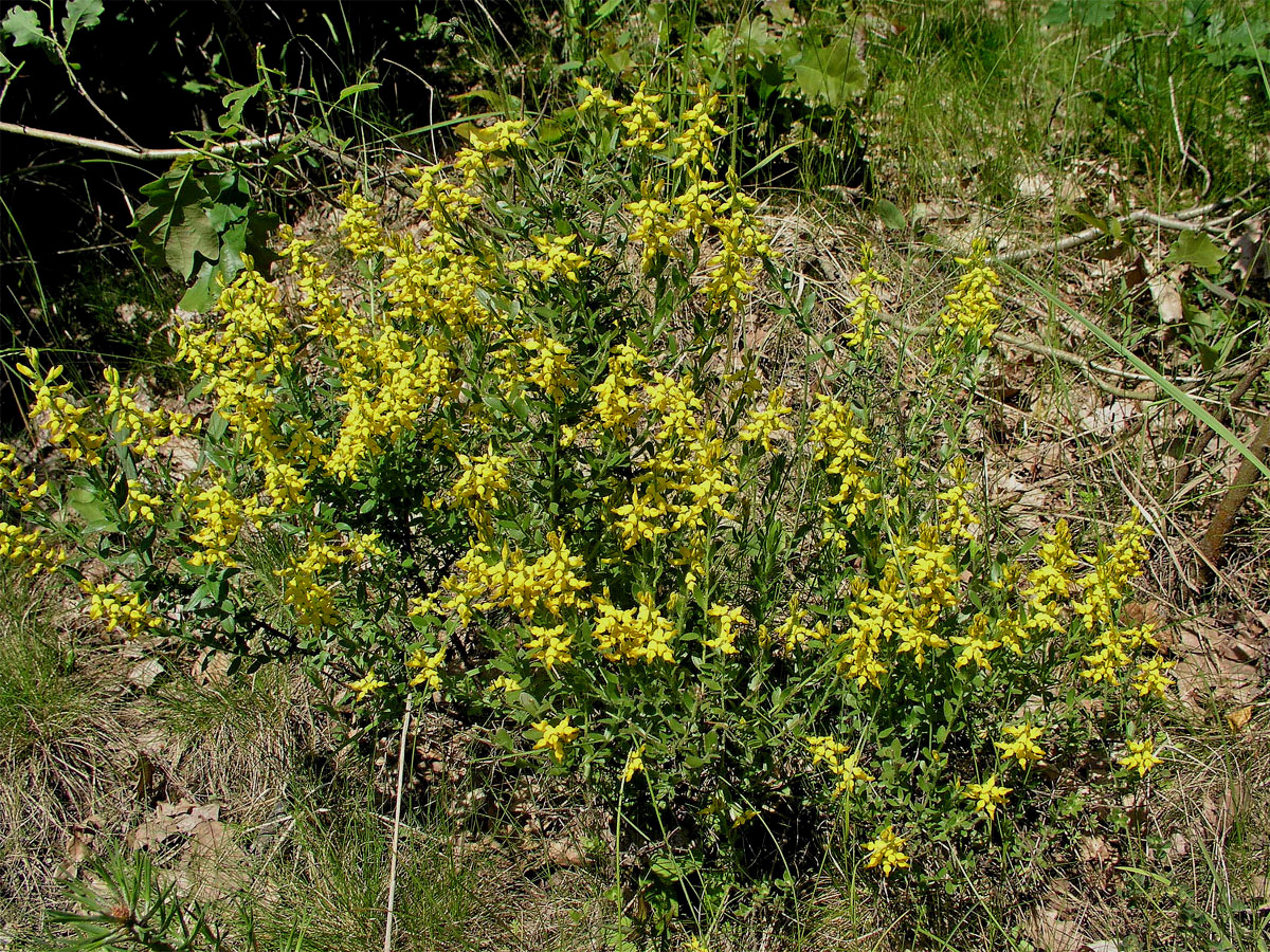 Kručinka německá (Genista germanica L.)