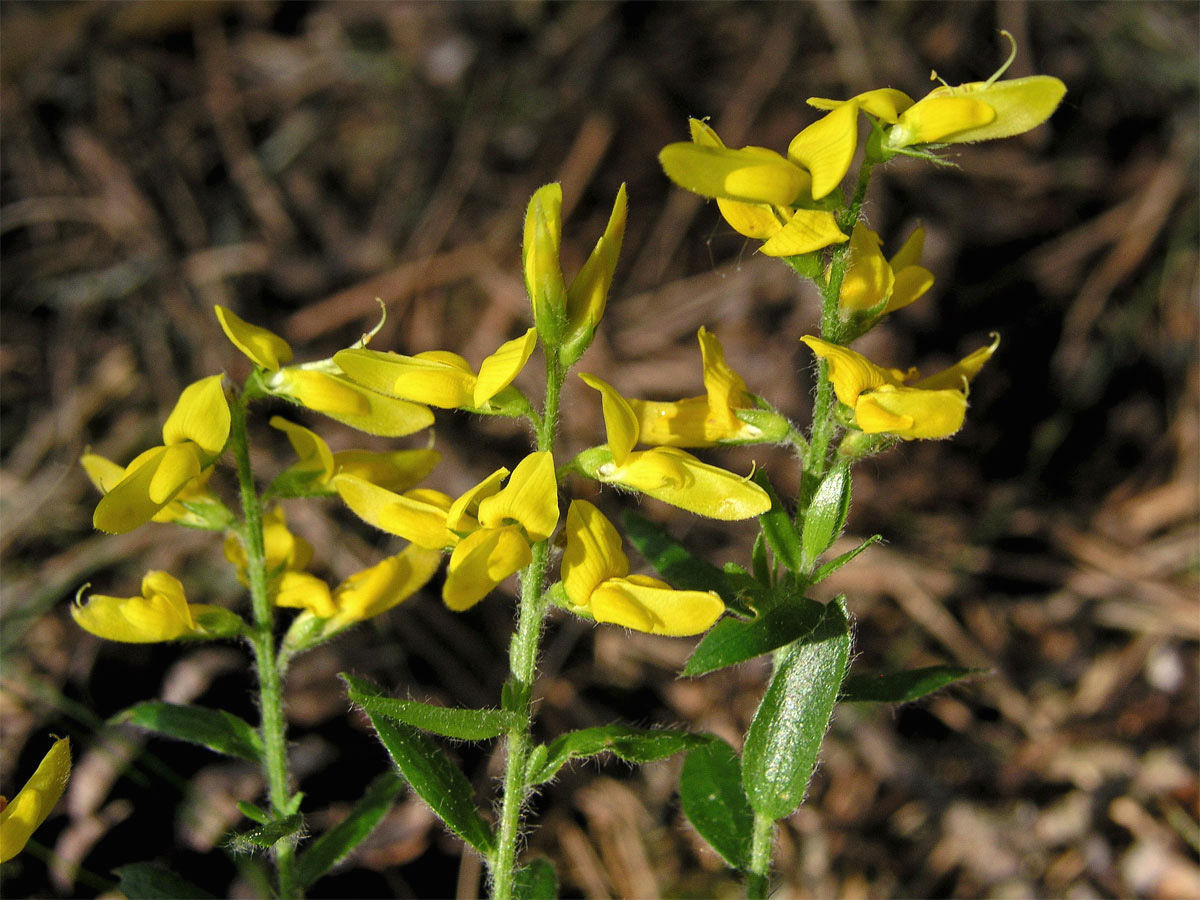 Kručinka německá (Genista germanica L.)