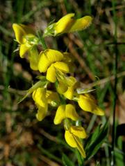 Kručinka německá (Genista germanica L.)