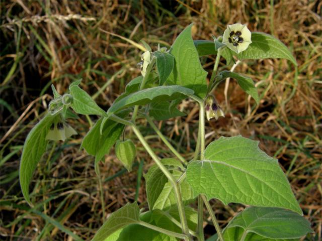 Mochyně peruánská (Physalis peruviana L.)