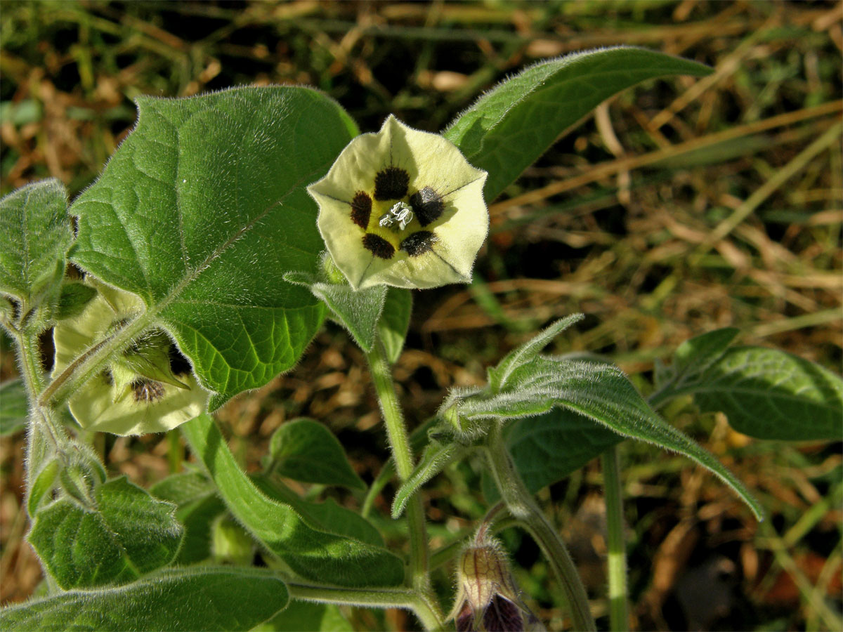 Mochyně peruánská (Physalis peruviana L.)