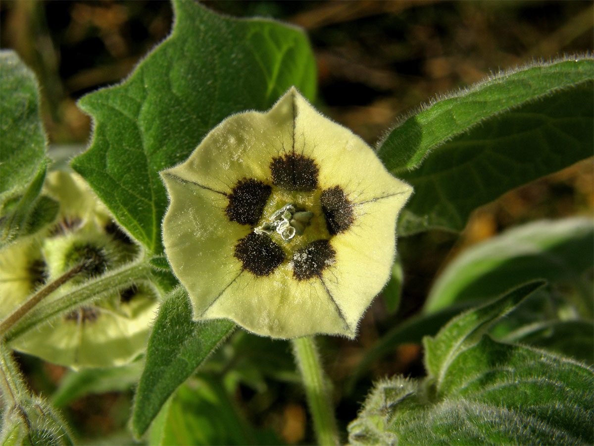 Mochyně peruánská (Physalis peruviana L.)