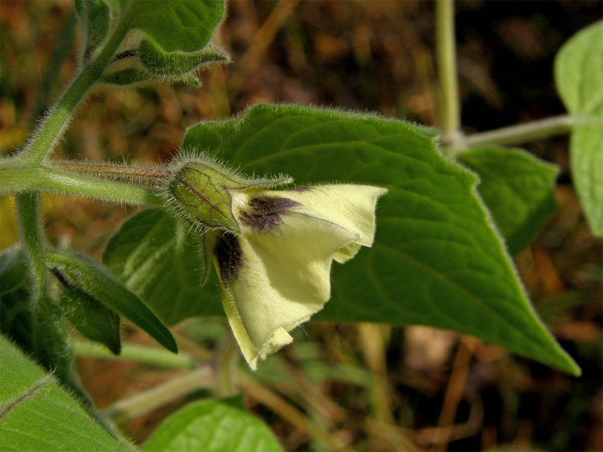 Mochyně peruánská (Physalis peruviana L.)