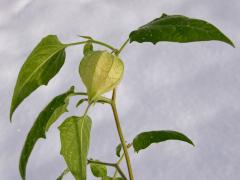 Mochyně peruánská (Physalis peruviana L.)