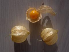 Mochyně peruánská (Physalis peruviana L.)