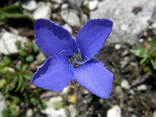 Hořec (hořeček) brvitý (Gentianopsis ciliata  (L.) Ma)