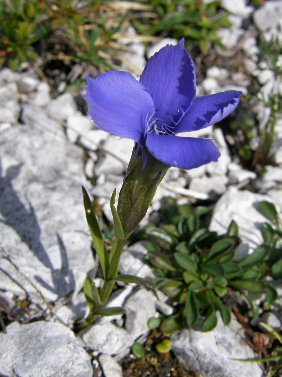 Hořec (hořeček) brvitý (Gentianopsis ciliata  (L.) Ma)