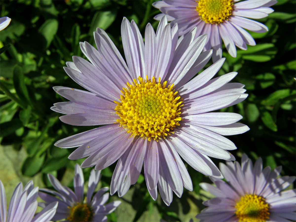 Hvězdnice alpská (Aster alpinus L.)