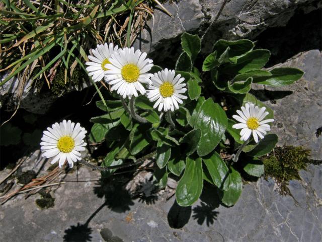 Stokroč horská (Bellidiastrum michelii Cass.)