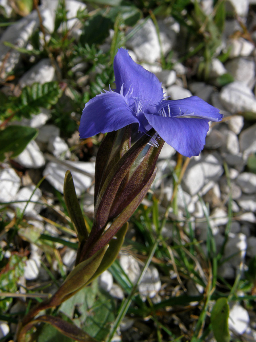 Hořec (hořeček) brvitý (Gentianopsis ciliata  (L.) Ma)