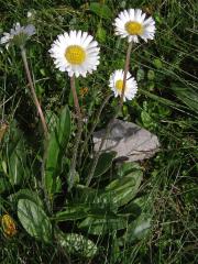 Stokroč horská (Bellidiastrum michelii Cass.)