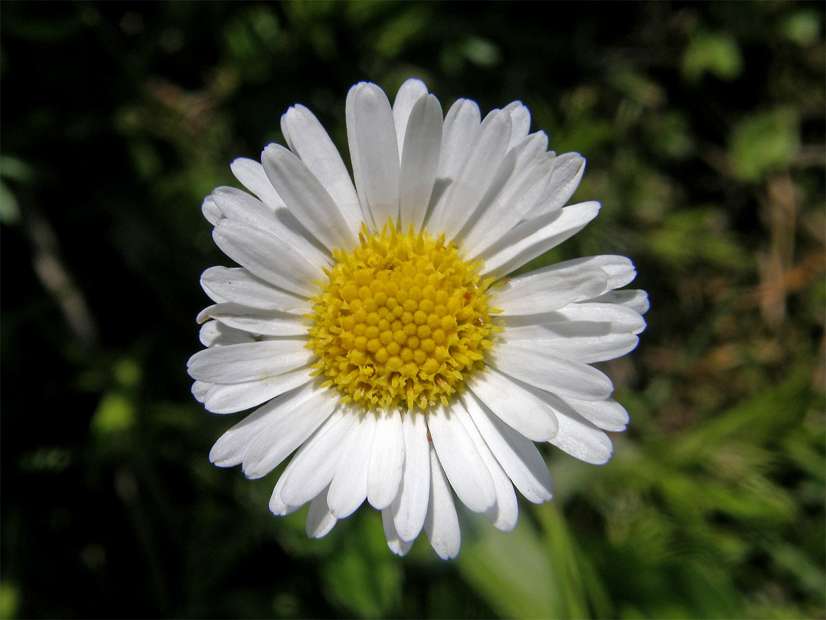 Stokroč horská (Bellidiastrum michelii Cass.)