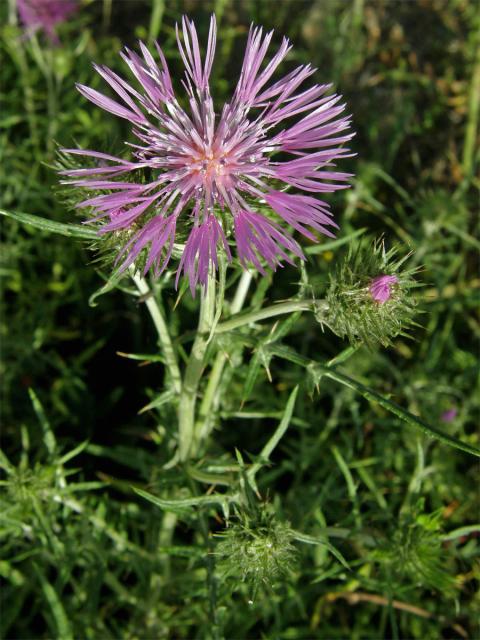 Bodlákovec skvrnitý (Galactites tomentosa Moench)