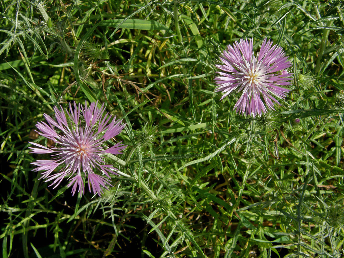 Bodlákovec skvrnitý (Galactites tomentosa Moench)