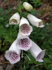 Náprstník červený (Digitalis purpurea L.)