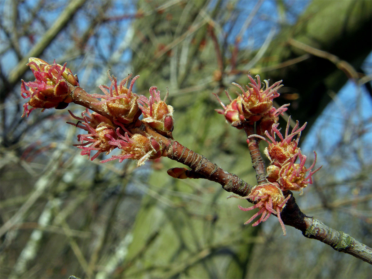 Javor stříbrný (Acer saccharinum L.)