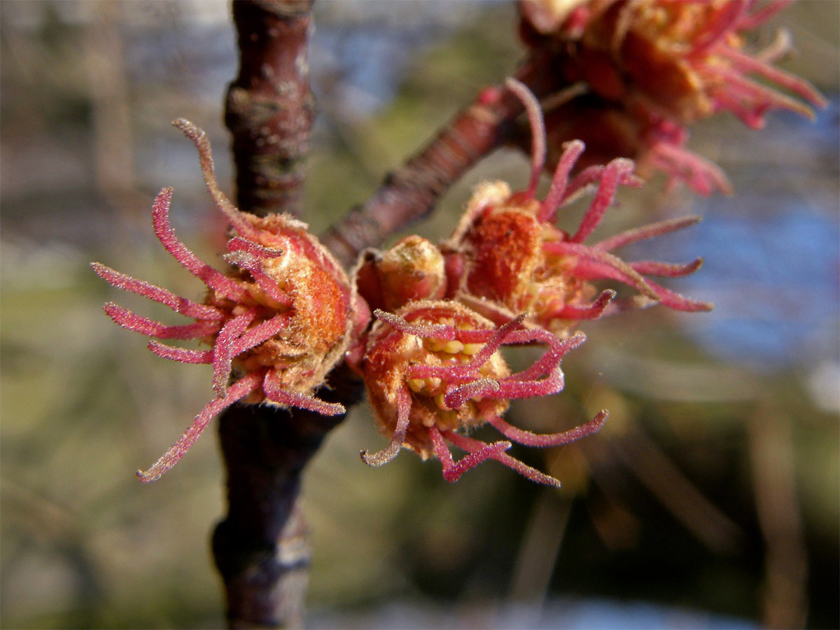 Javor stříbrný (Acer saccharinum L.)