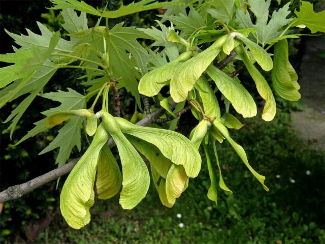 Javor stříbrný (Acer saccharinum L.)