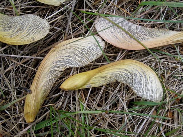 Javor stříbrný (Acer saccharinum L.)