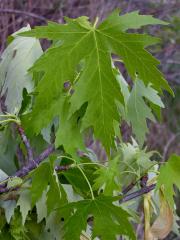 Javor stříbrný (Acer saccharinum L.)