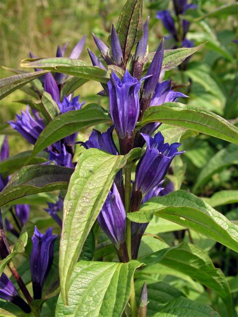 Hořec tolitovitý (Gentiana asclepiadea L.)